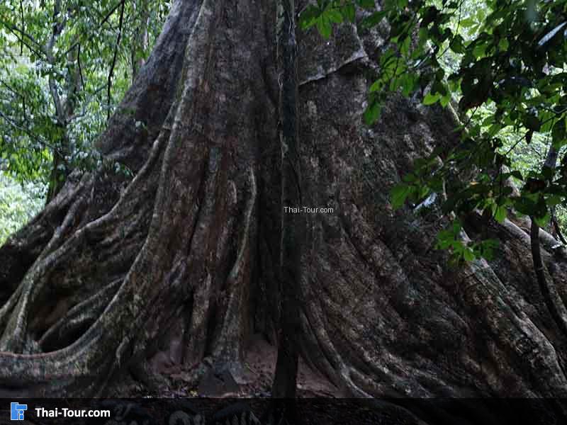 สมพงภูเขาทอง