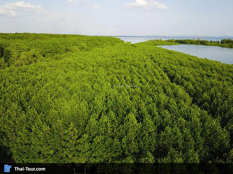 ทุ่งโปร่งทอง