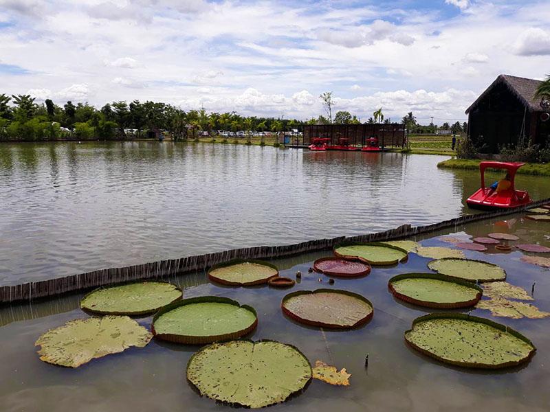 ดูบัวคาเฟ่