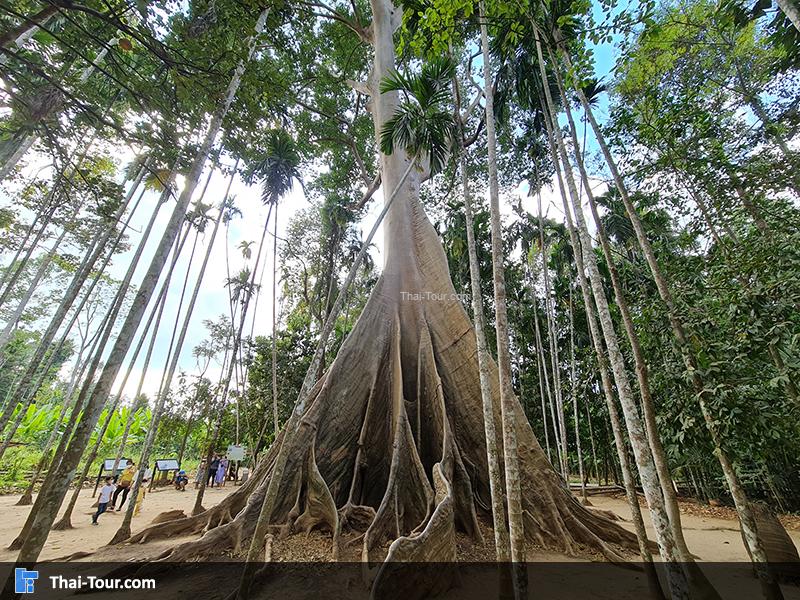 ต้นไม้ยักษ์ บ้านสะนำ