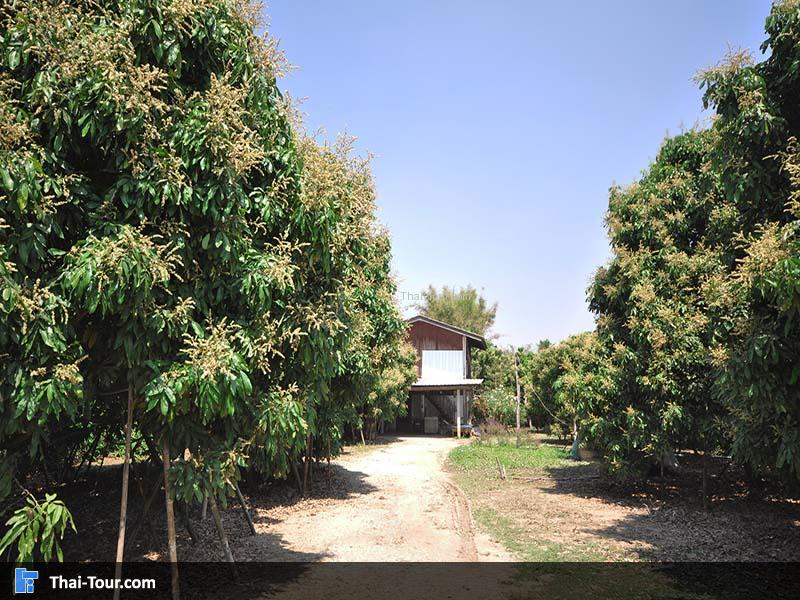 บ้านหนองช้างคืน