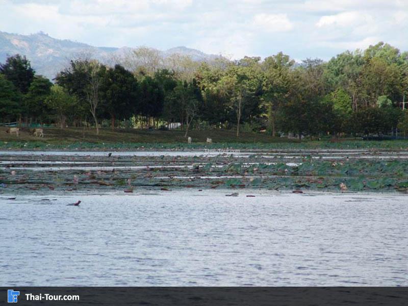 สวนรุกขชาติผาเมือง