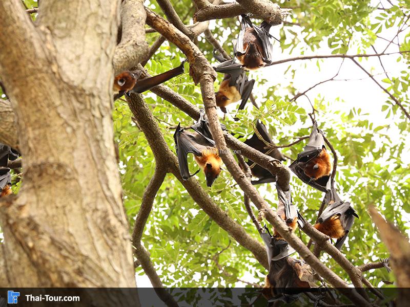 แกงค์ค้างคาวแม่ไก่