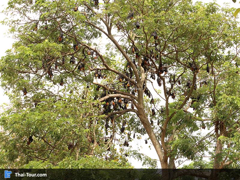 แกงค์ค้างคาวแม่ไก่