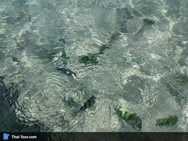 เกาะอาดัง