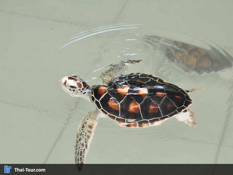 เกาะมันใน