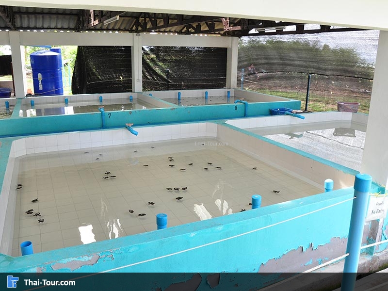 เกาะมันใน