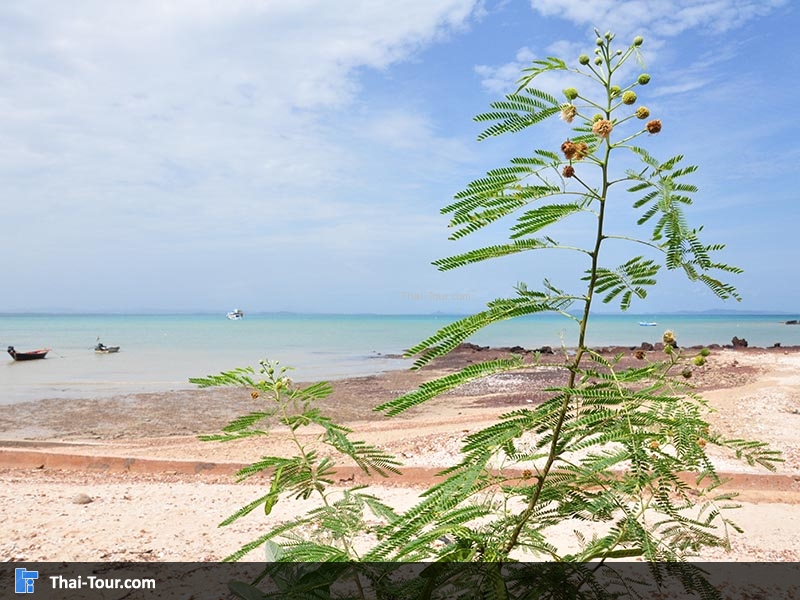 เกาะมันใน