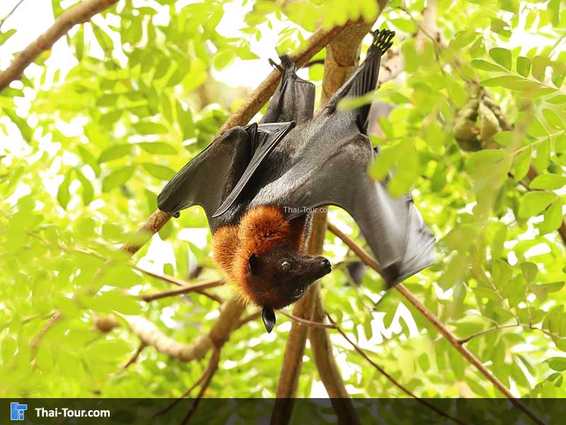 ค้างคาวแม่ไก่