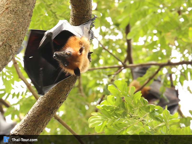 ถิ่นฐาน