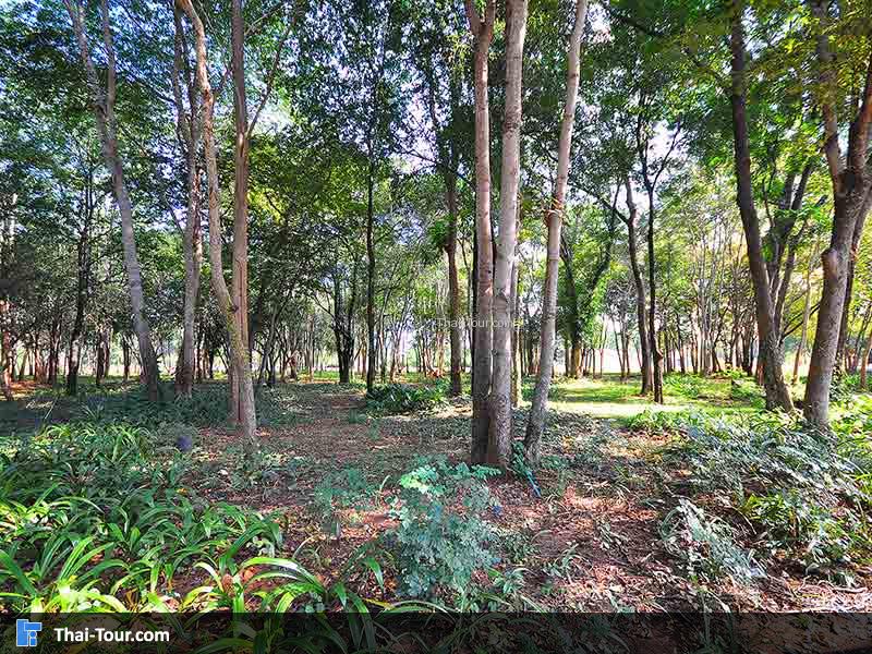 วิวต้นไม้สวยๆ