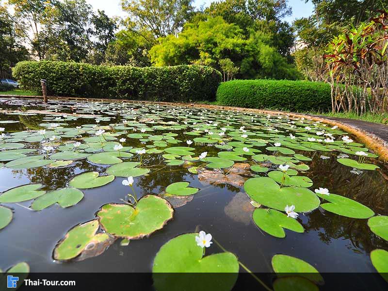 บึงบัว เล็กๆ ไม่ใหญ่มากให้ความเย็นจากน้ำในบึงบัว