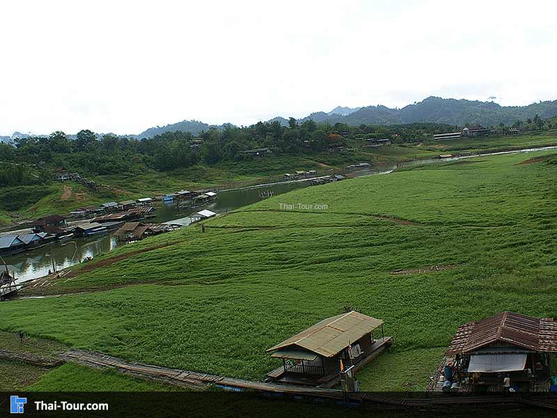 ต้นหญ้าสีเขียวๆ