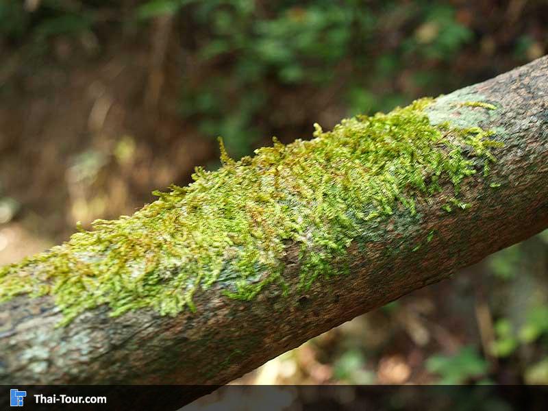 มอสบนต้นไม้