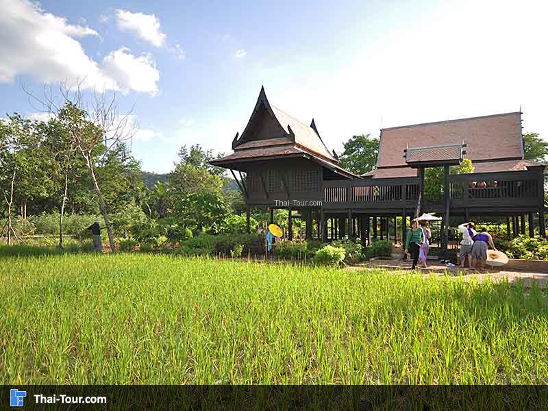 การทำนาสมัยก่อน สมัยนี้ก็ยังมีอยู่แต่เป็นไร่นากับชาวนา