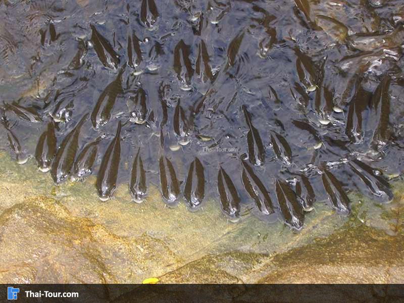 ที่น้ำตกห้วยยางมีปลาเยอะ