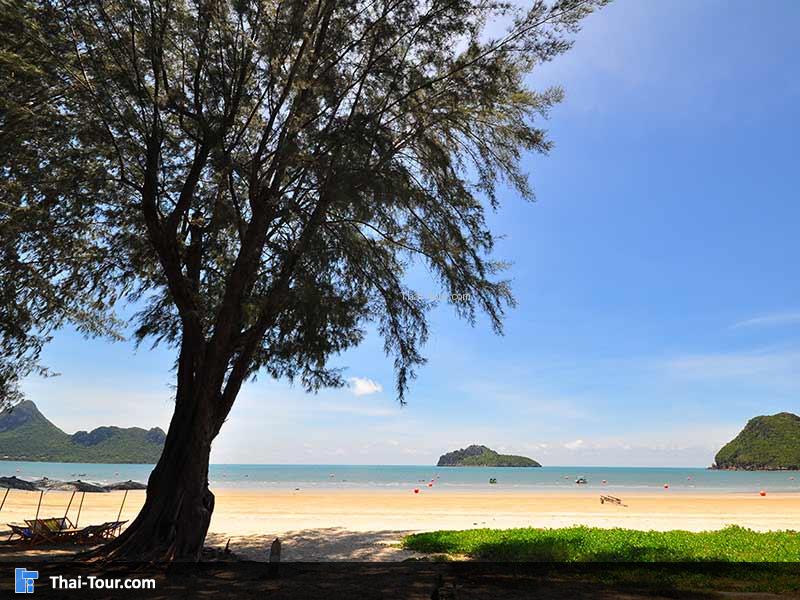 วิวต้นสนริมทะเล หน้าอ่าวมะนาว