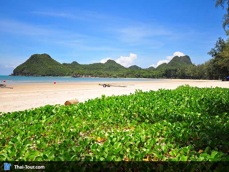 ต้นผักบุ้งทะเลกับวิวเกาะด้านหน้า