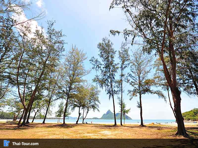 วิวต้นสนกับท้องฟ้า น้ำทะเลสวยๆ