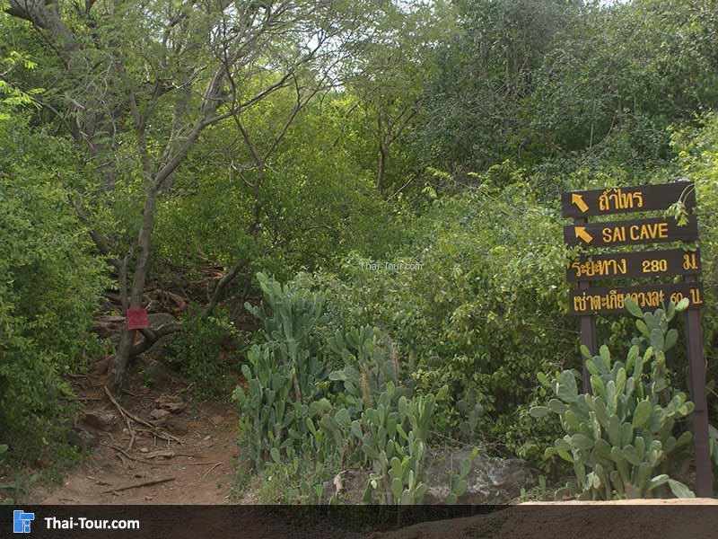 ทางเดินไปขึ้น ถ้ำไทร