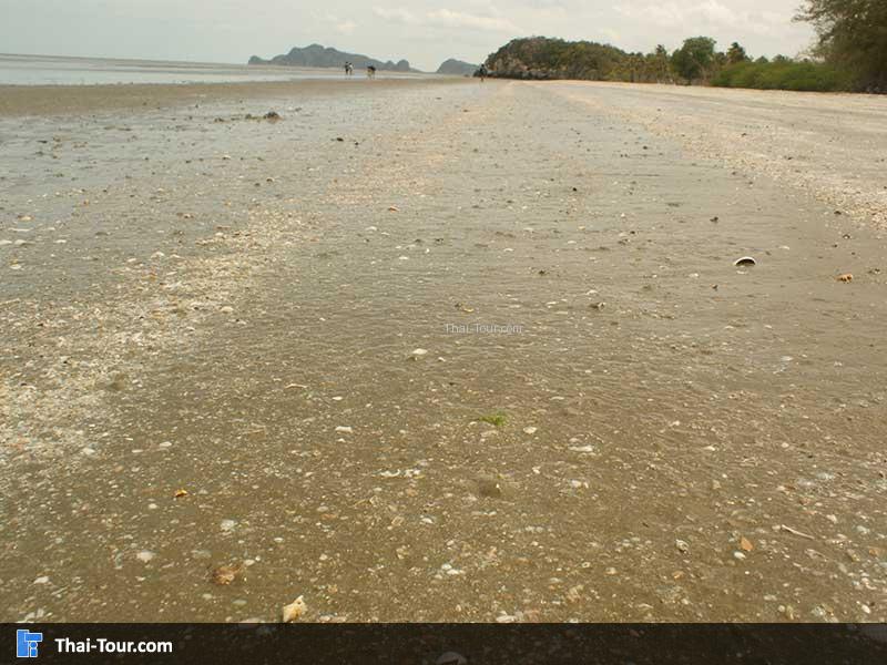 หาดสามพระยา มีหอย ติดหน้าขายหาด