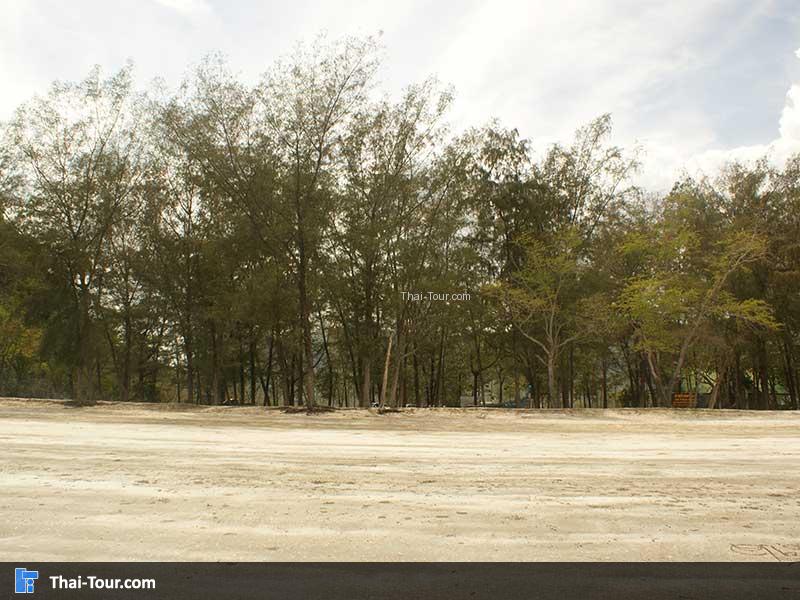 วิวต้นสน หาดสามพระยา