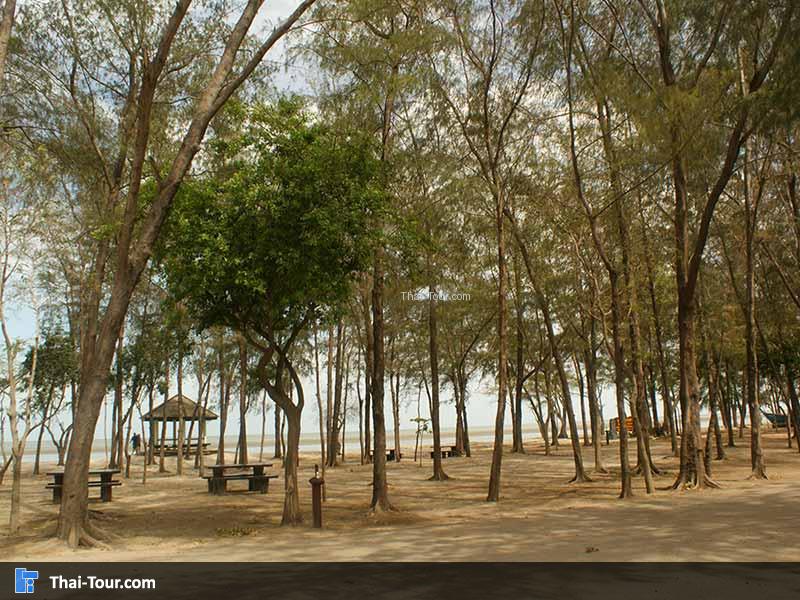 วิวต้นสน ริมหาดสามพระยา