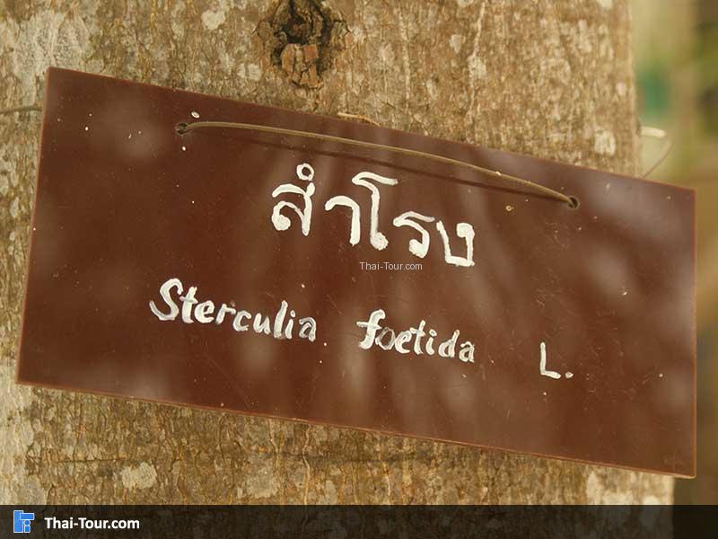 ต้นสำโรง