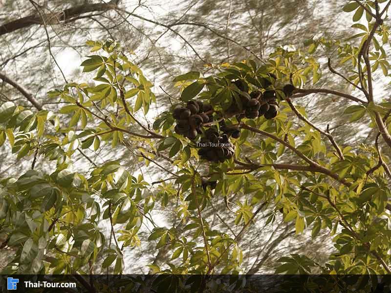 ต้นสำโรง