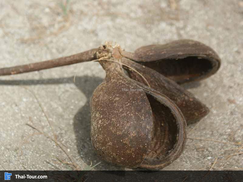 ลูกสำโรง