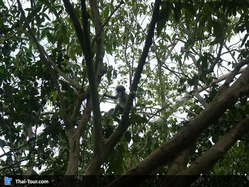 ค่างแว่น บนต้นไม้น่ารัก