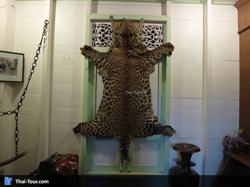 หนังเสือของแท้ ประดับในห้อง