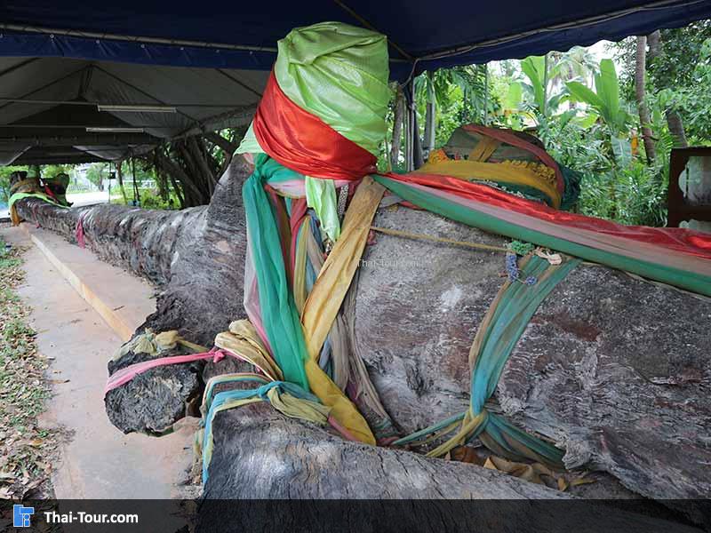 ต้นตะเคียนศักดิ์สิทธิ์