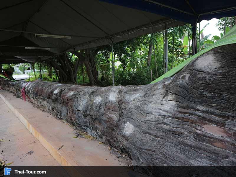 ต้นตะเคียนยักษ์ ในเขตวัดฯ