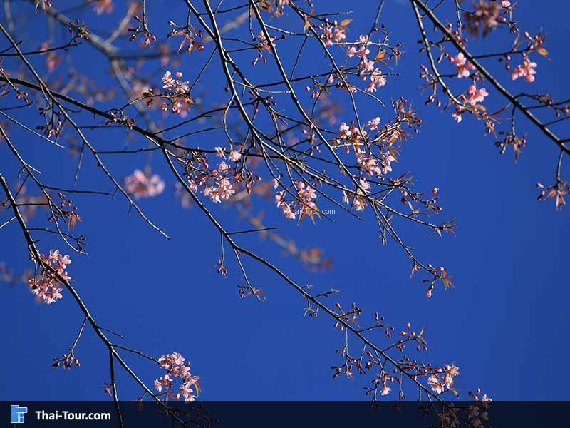 ท้องฟ้าสีเข้มกับดอกพญาเสือโคร่ง