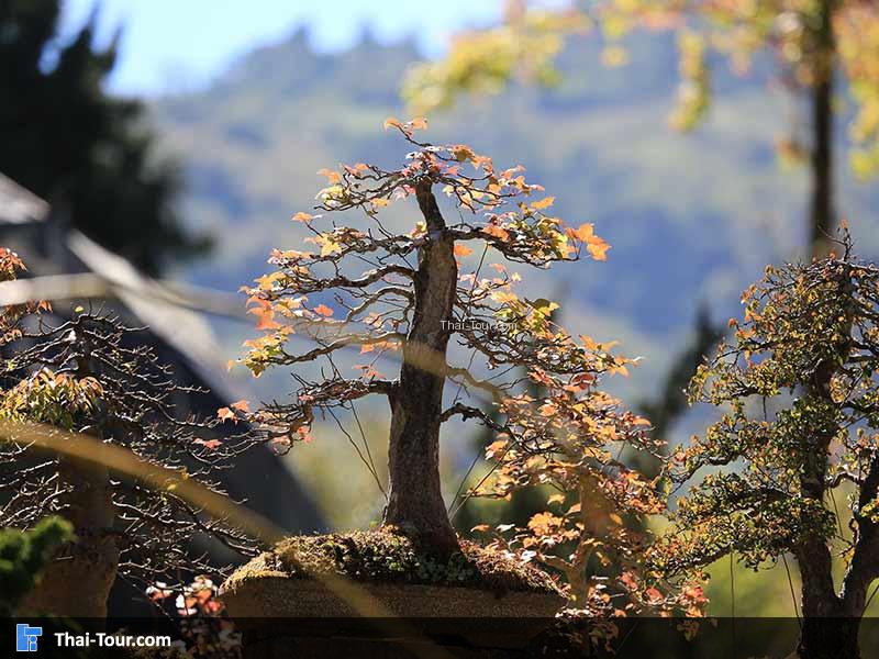 สวนบอนไทร