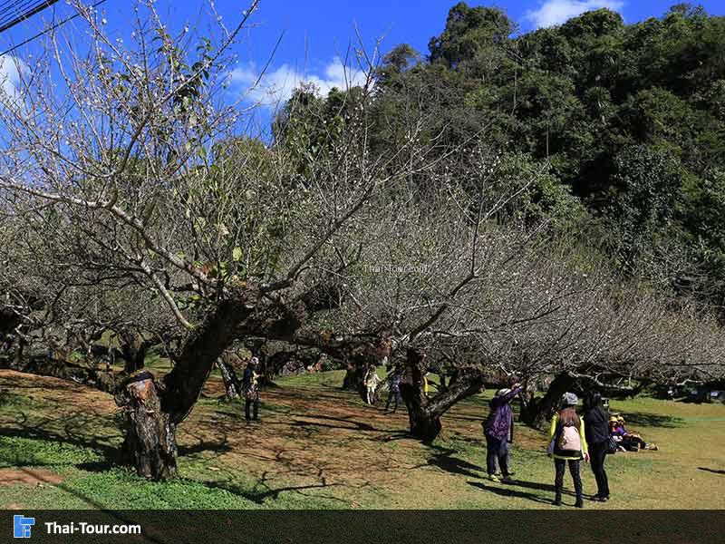 ไร่บ๋วย แวะถ่ายรูป มีมุมเก๋ๆ หามุมไม่ซ้ำใคร