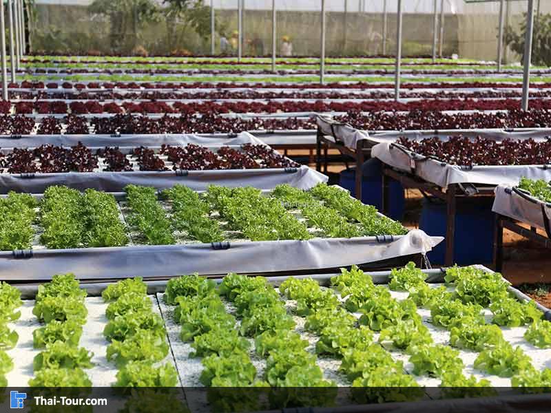 ชุดผัก ปลอดสารพิษ