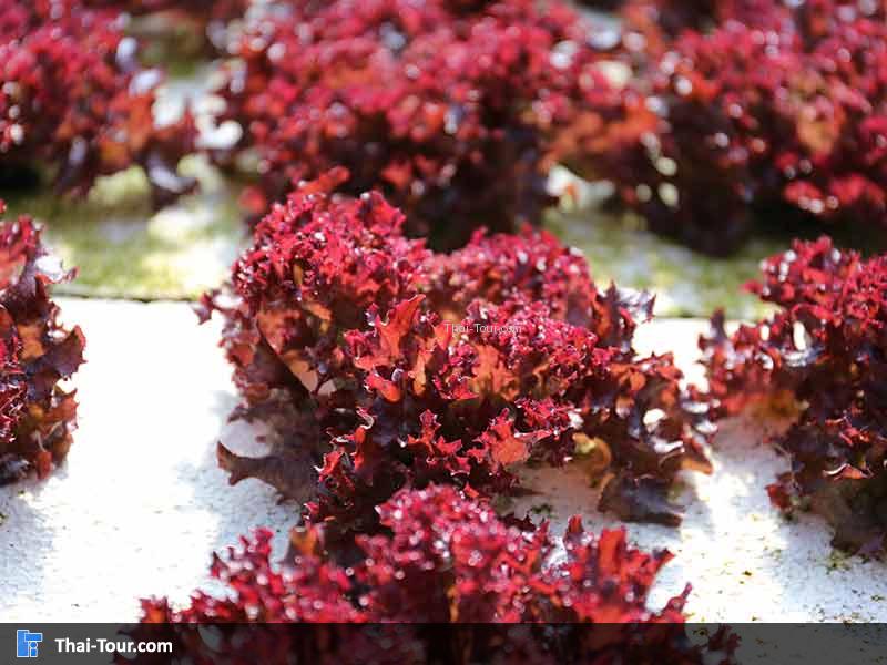 ผักกาดสีแดง ปลอดสารพิษ