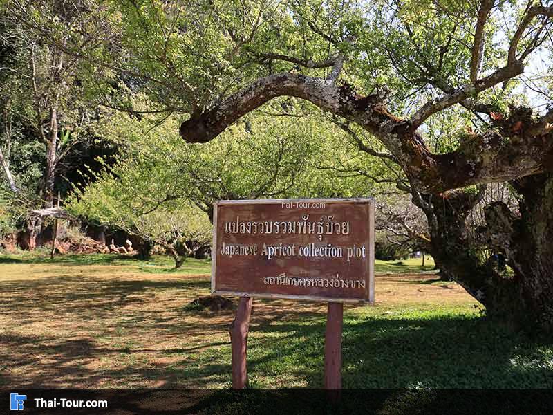 ไร่บ๋วย สวยๆ