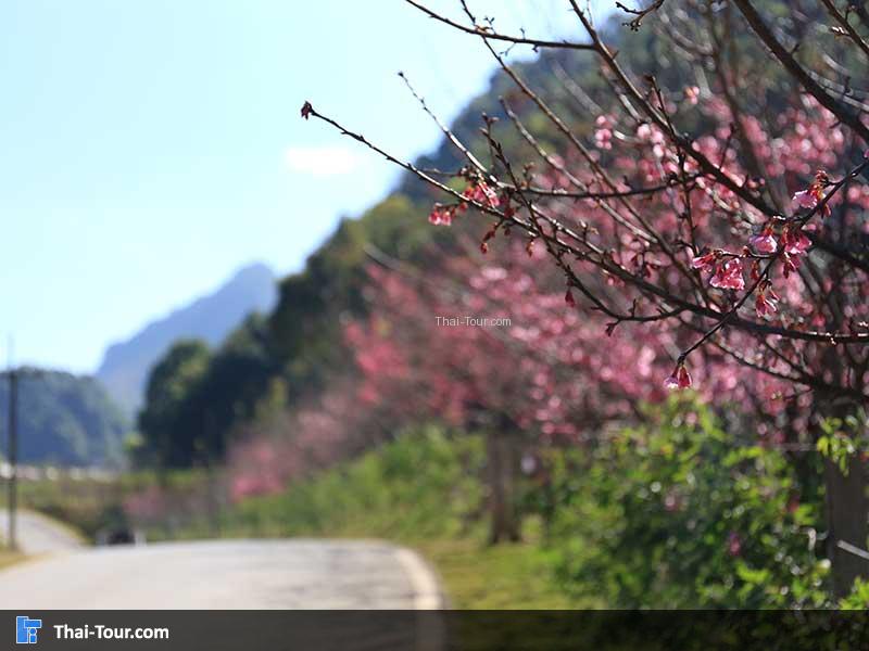 ด้านริมถนนจะเรียงรายไปด้วยต้นพญาเสือโคร่ง
