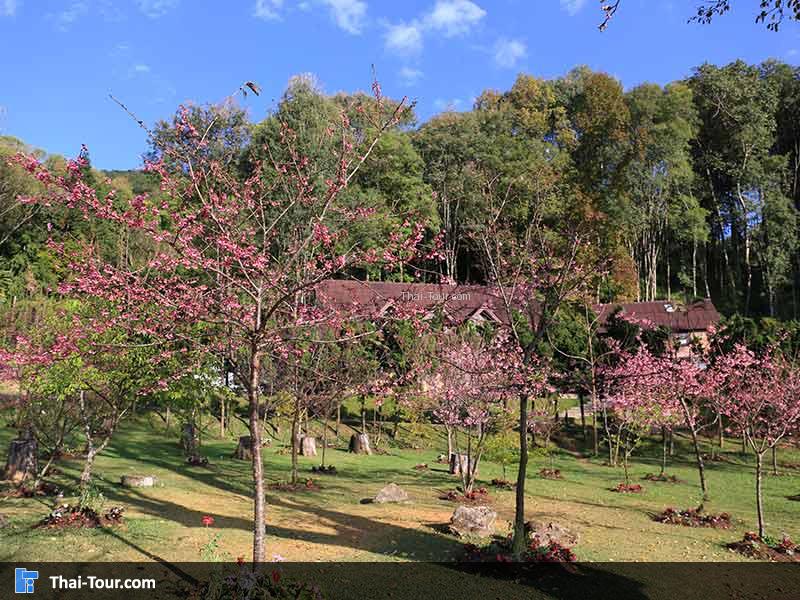 สวนดอกนางพญาเสือโคร่งข้างที่พัก