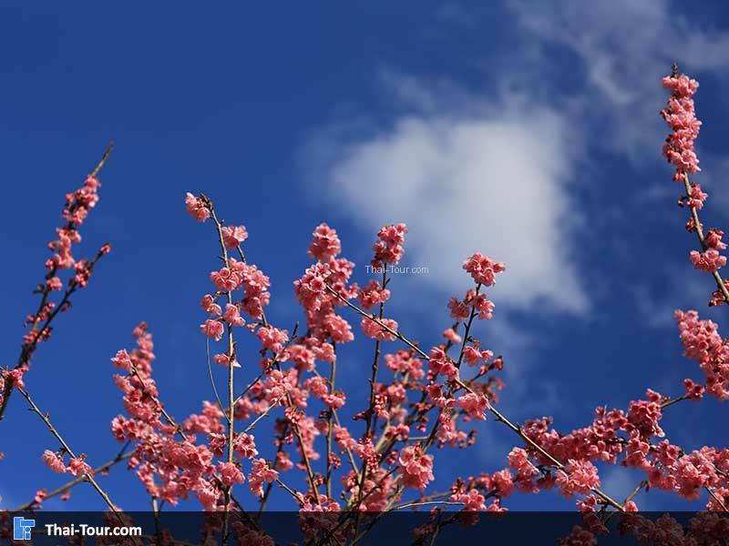 ดอกพญาเสือโคร่งบานสพรั่ง รับแสงแดด