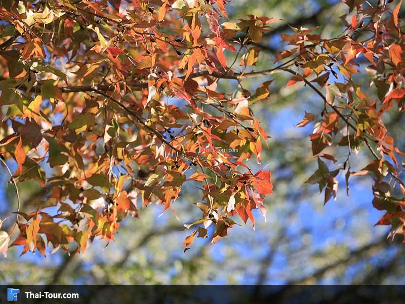 ใบเมเปิ้ล สีเหลืองส้มสลับกัน