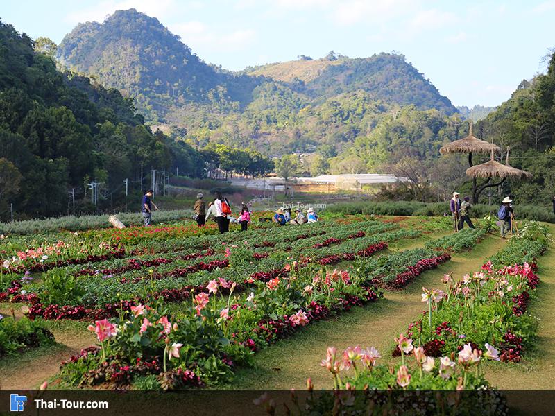 แปลงสาธิต