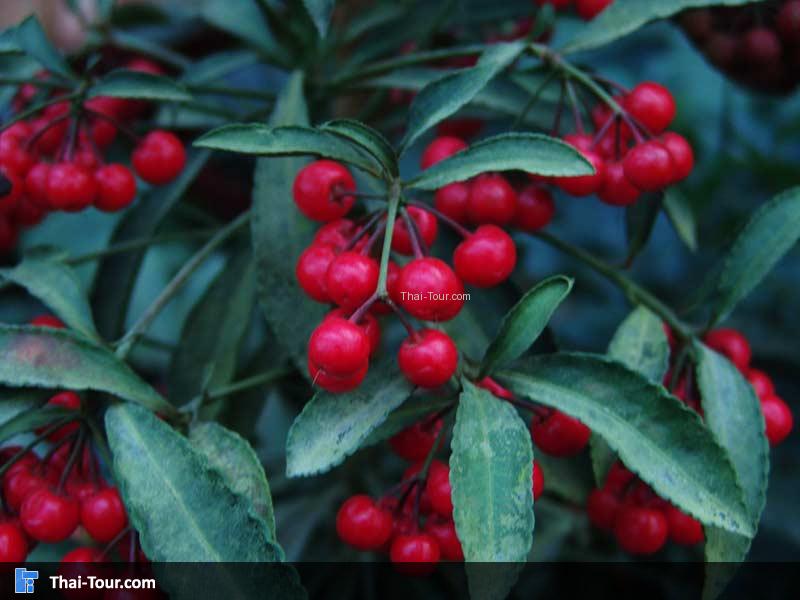 ผลตาเป็ดตาไก่สีแดงสด