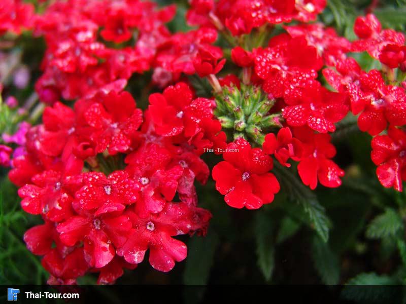 ดอกเวอร์บีน่าสีสันสดใส