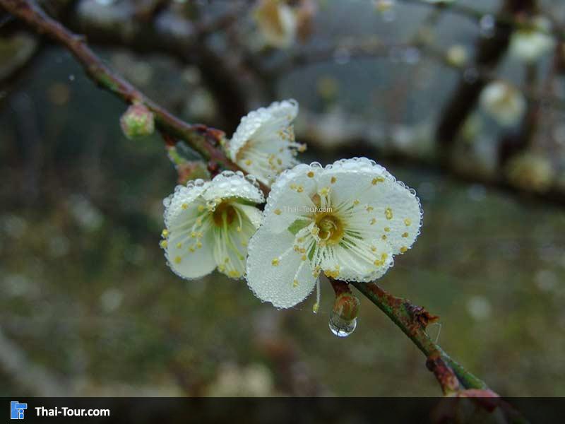 น้ำค้างยามเช้าที่เกาะบนดอกไม้