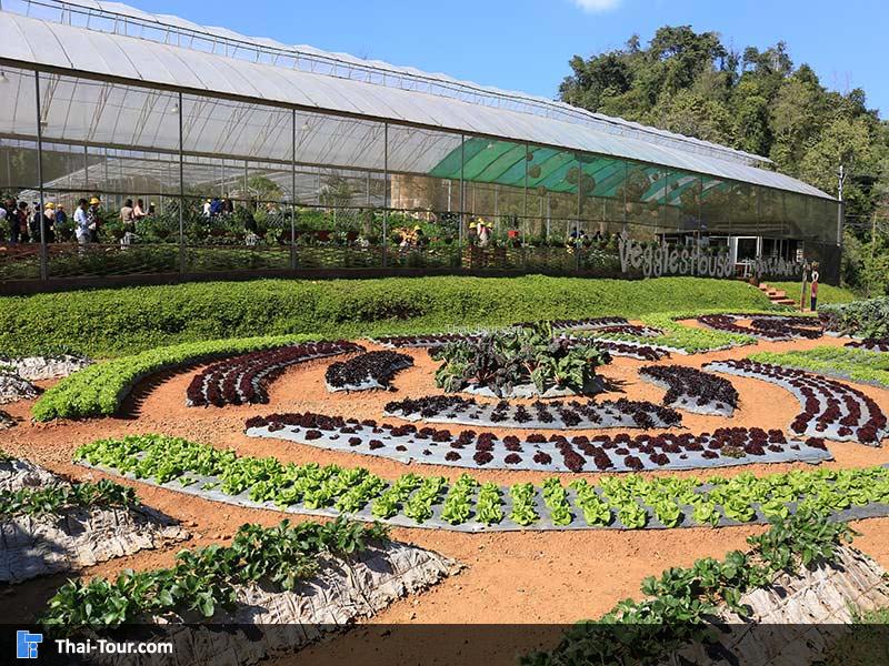 สวนผักปลอดสารพิษ