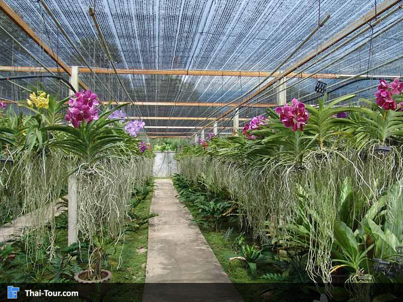 สวนกล้วยไม้ ดอกบานมาก